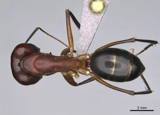 Camponotus mystaceus specimen CASENT0923653 image casent0923653_1