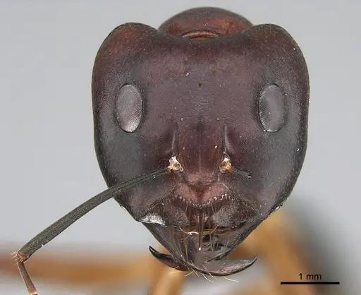 Camponotus mystaceus specimen CASENT0923653 image casent0923653_2