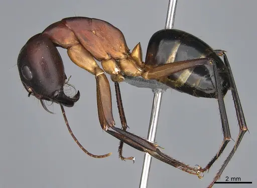 Camponotus mystaceus specimen CASENT0923653 image casent0923653_3