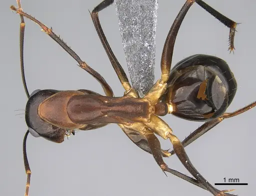 Camponotus mystaceus specimen CASENT0923654 image casent0923654_1
