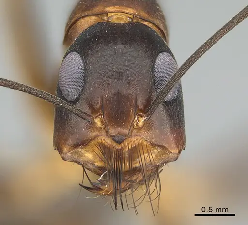 Camponotus mystaceus specimen CASENT0923654 image casent0923654_2