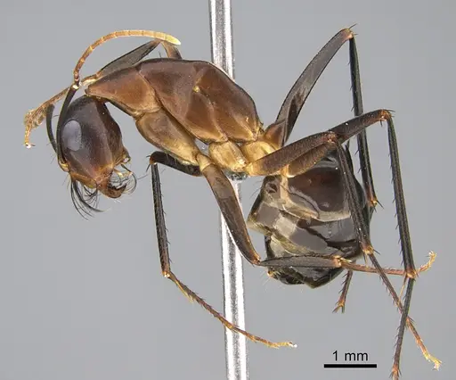 Camponotus mystaceus specimen CASENT0923654 image casent0923654_3