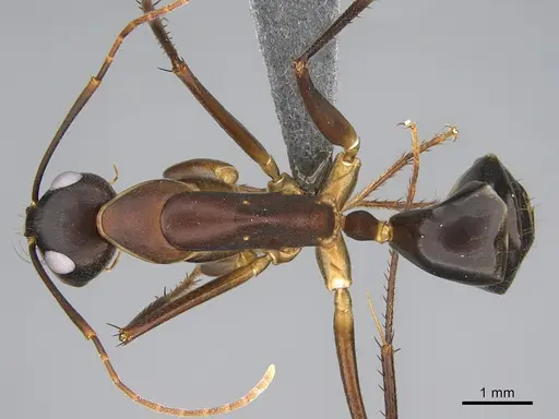 Camponotus mystaceus specimen CASENT0923655 image casent0923655_1