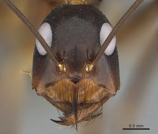 Camponotus mystaceus specimen CASENT0923655 image casent0923655_2