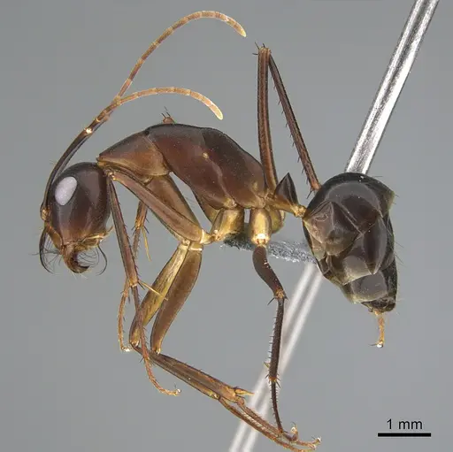 Camponotus mystaceus specimen CASENT0923655 image casent0923655_3
