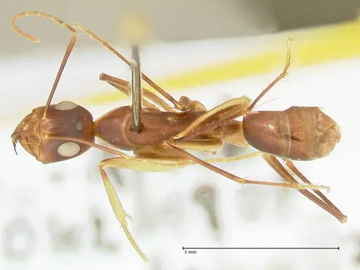 Camponotus mystaceus specimen FOCOL2344 image focol2344_1