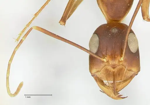 Camponotus mystaceus specimen FOCOL2344 image focol2344_2
