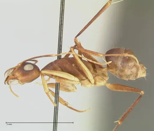 Camponotus mystaceus specimen FOCOL2344 image focol2344_3