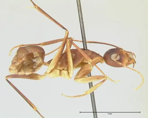 Camponotus mystaceus specimen FOCOL2344 image focol2344_4