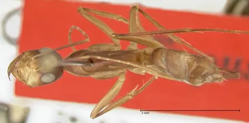 Camponotus mystaceus specimen FOCOL2345 image focol2345_1
