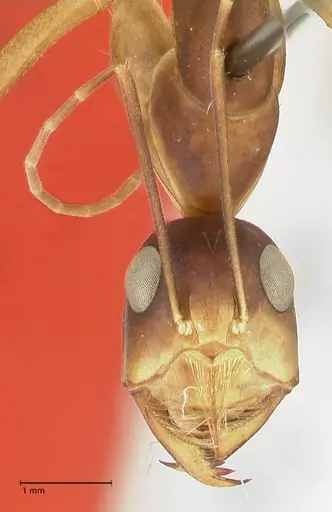 Camponotus mystaceus specimen FOCOL2345 image focol2345_2