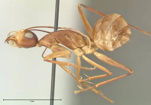 Camponotus mystaceus specimen FOCOL2345 image focol2345_3