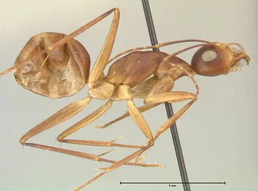 Camponotus mystaceus specimen FOCOL2345 image focol2345_4