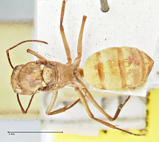 Camponotus mystaceus specimen FOCOL2948 image focol2948_1