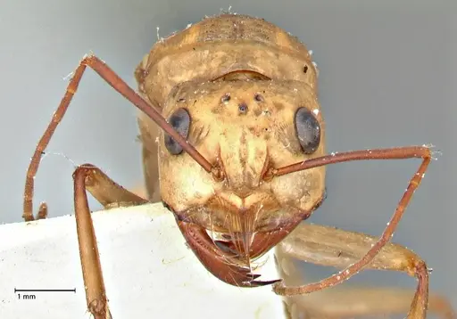 Camponotus mystaceus specimen FOCOL2948 image focol2948_2