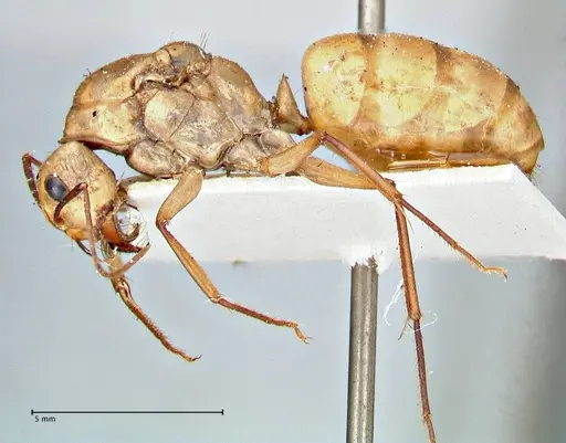 Camponotus mystaceus specimen FOCOL2948 image focol2948_3