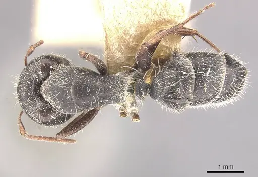 Camponotus naegelii specimen CASENT0910643 image casent0910643_1