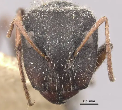 Camponotus naegelii specimen CASENT0910643 image casent0910643_2