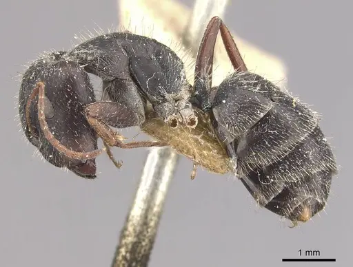 Camponotus naegelii specimen CASENT0910643 image casent0910643_3