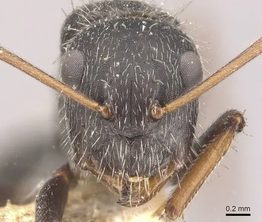 Camponotus naegelii specimen CASENT0910644 image casent0910644_2