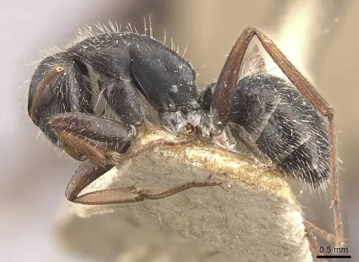 Camponotus naegelii specimen CASENT0910644 image casent0910644_3