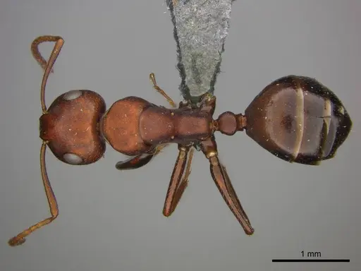 Camponotus namacola specimen CASENT0257356 image casent0257356_1