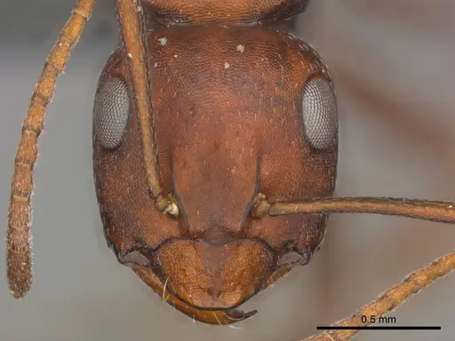 Camponotus namacola specimen CASENT0257356 image casent0257356_2