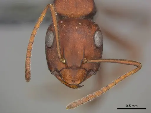 Camponotus namacola specimen CASENT0257356 image casent0257356_3