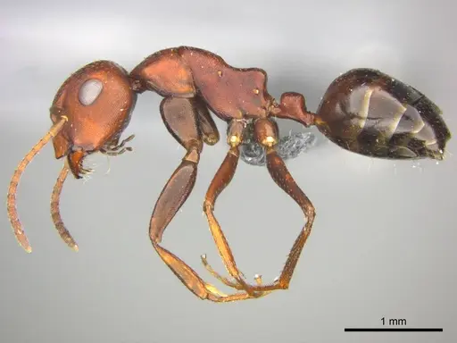 Camponotus namacola specimen CASENT0257356 image casent0257356_4