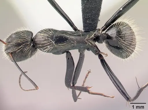 Camponotus nasicus specimen CASENT0058877 image casent0058877_1