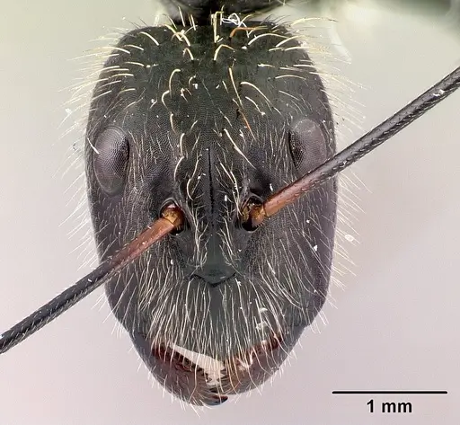 Camponotus nasicus specimen CASENT0058877 image casent0058877_2
