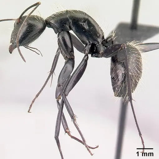 Camponotus nasicus specimen CASENT0058877 image casent0058877_3