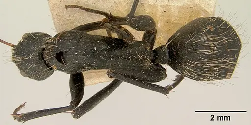 Camponotus nasicus specimen CASENT0101360 image casent0101360_1