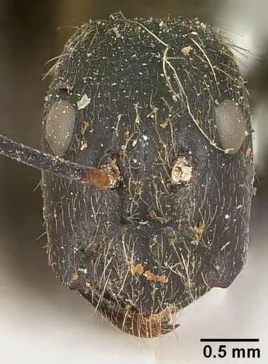 Camponotus nasicus specimen CASENT0101360 image casent0101360_3