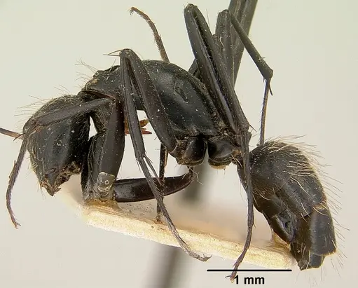 Camponotus nasicus specimen CASENT0101360 image casent0101360_4