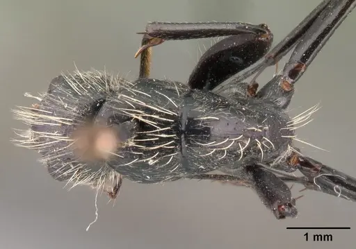 Camponotus nasicus specimen CASENT0101430 image casent0101430_1