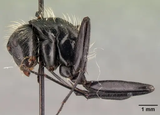 Camponotus nasicus specimen CASENT0101430 image casent0101430_3
