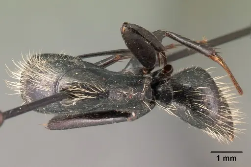 Camponotus nasicus specimen CASENT0101431 image casent0101431_1