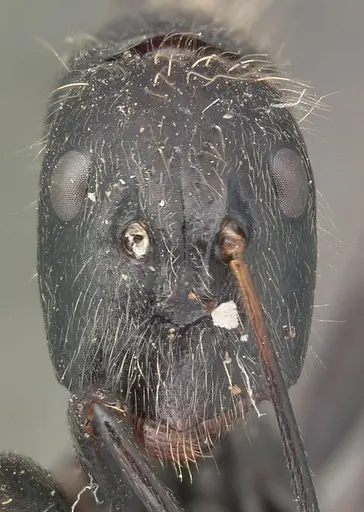 Camponotus nasicus specimen CASENT0101431 image casent0101431_2