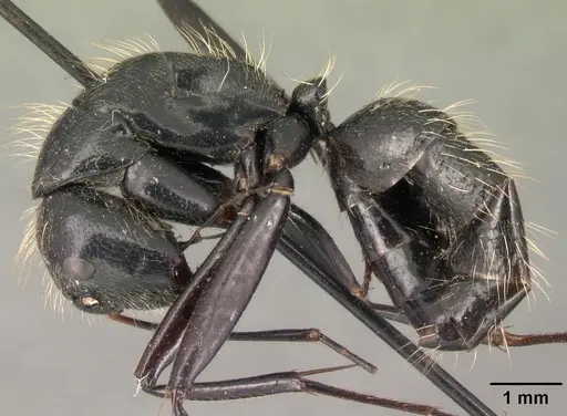 Camponotus nasicus specimen CASENT0101431 image casent0101431_3