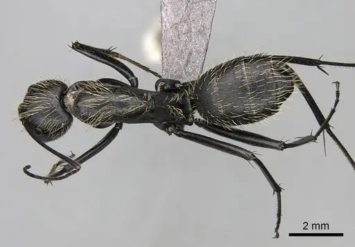 Camponotus nasicus specimen CASENT0840797 image casent0840797_1