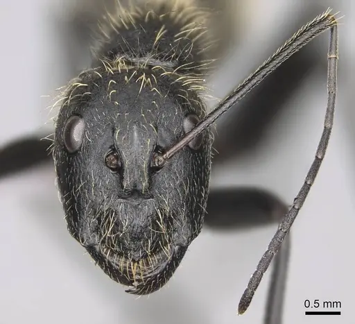 Camponotus nasicus specimen CASENT0840797 image casent0840797_2