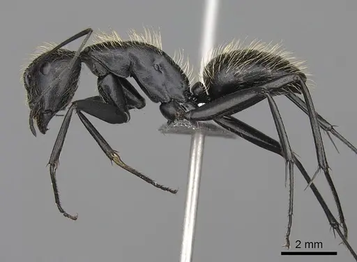 Camponotus nasicus specimen CASENT0840797 image casent0840797_3