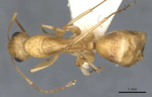 Camponotus nasutus specimen CASENT0903497 image casent0903497_1
