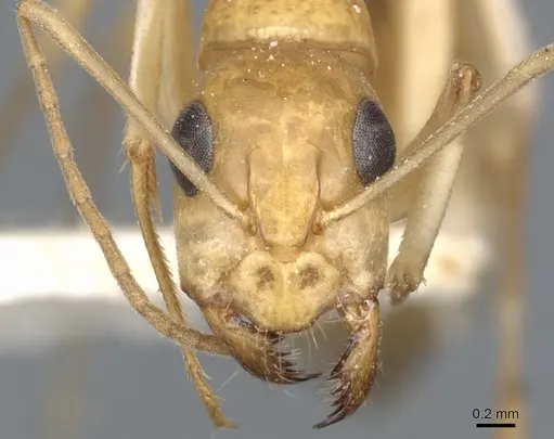 Camponotus nasutus specimen CASENT0903497 image casent0903497_2