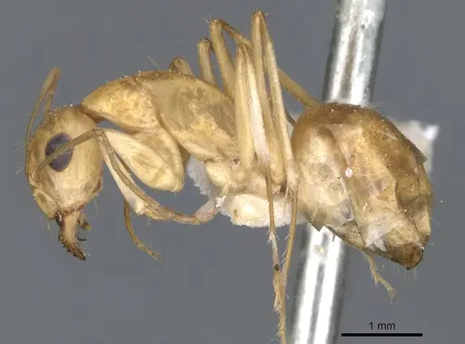 Camponotus nasutus specimen CASENT0903497 image casent0903497_3