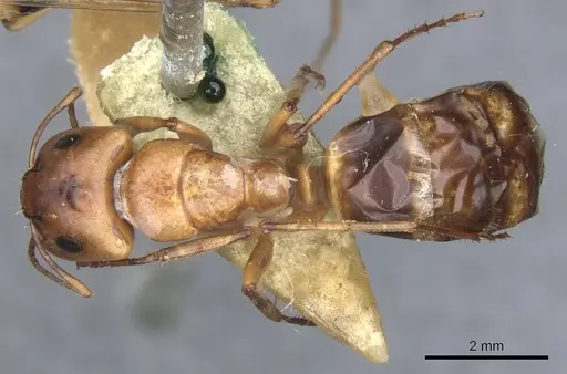 Camponotus nasutus specimen CASENT0903498 image casent0903498_1