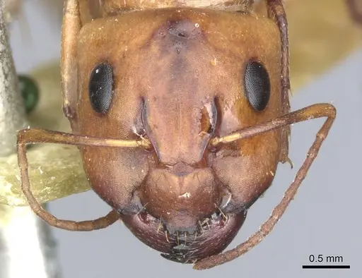 Camponotus nasutus specimen CASENT0903498 image casent0903498_2
