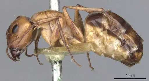 Camponotus nasutus specimen CASENT0903498 image casent0903498_3