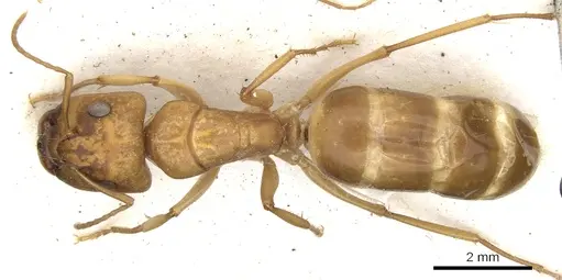 Camponotus nasutus specimen CASENT0903499 image casent0903499_1